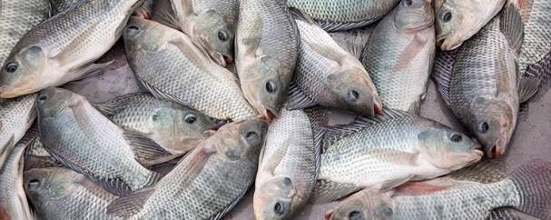 live-fish-gift-tilapia-and-redbally-1495557448-3011271-1528762227