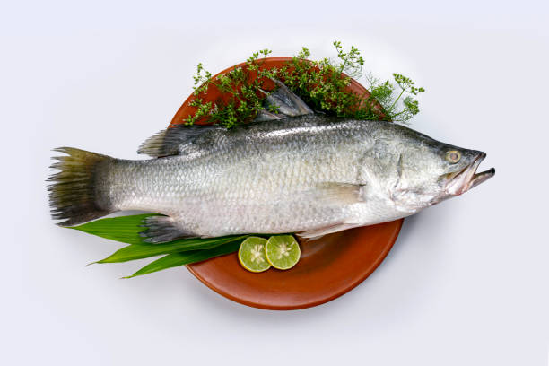 Seabass or barramundi fish on clay plate with cooking elements white background. Koral fish, Family Latidae, Scientific name Lates calcarifier, Giant seaperch.